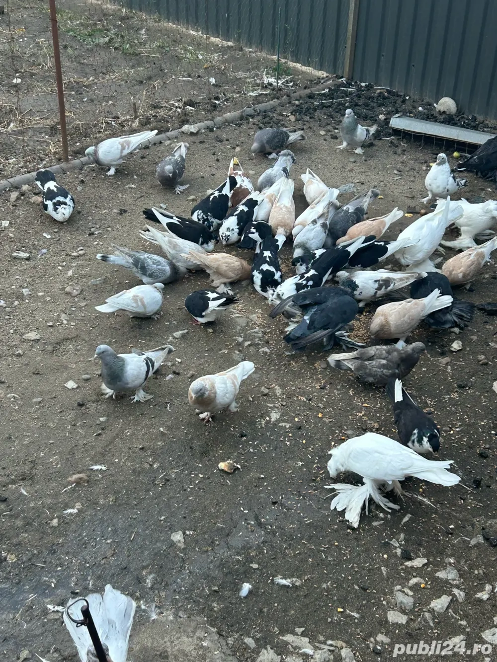 porumbei ornament takla+tobosari germani porumbei ornament takla+tobosari germani