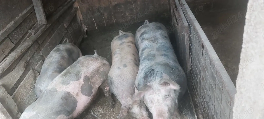 Porci și purcei de carne pentru Crăciun 100_150 Porci și purcei de carne pentru Crăciun 100_150