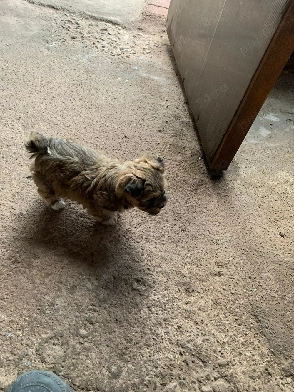 Vindem ciine bison havanez Vindem ciine bison havanez