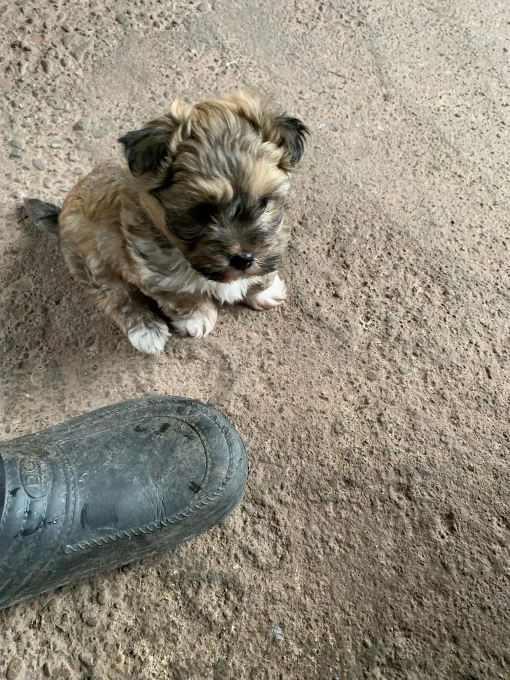 Vind bison havanez talie mica.