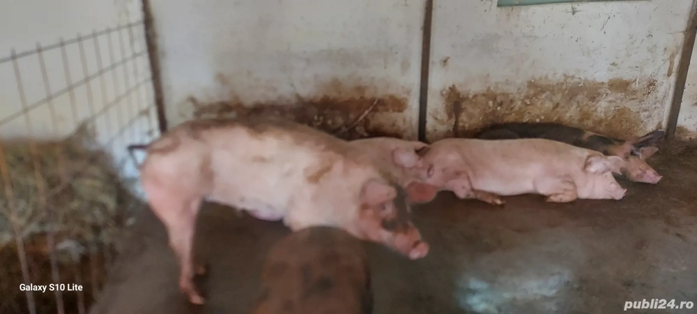 vand  porci de crăciun  vand  porci de crăciun