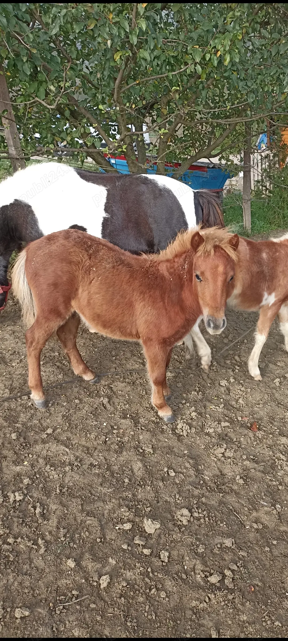 Ponei și poneițe  Ponei și poneițe