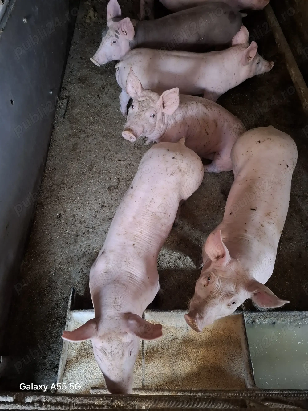 Purcei Pietran de vânzare  Purcei Pietran de vânzare