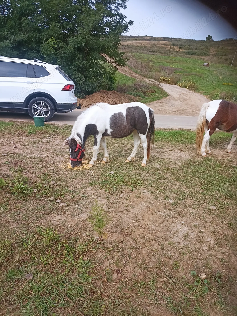 Poneiță tinără de vînzare  Poneiță tinără de vînzare