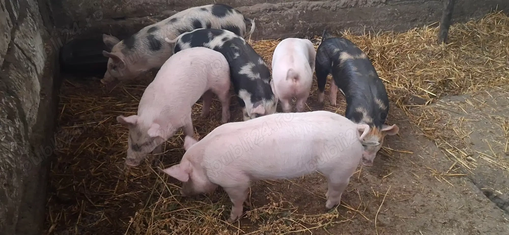 Purcei cu un randament de crestere mare, sanatosi si vioi