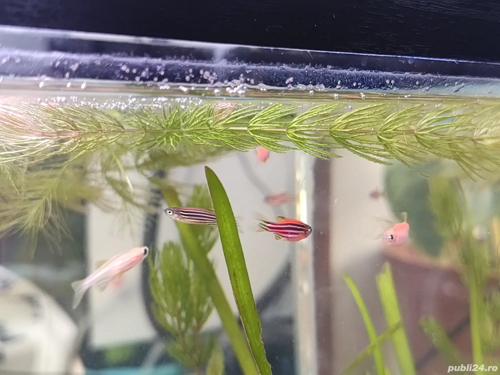 pesti acvariu zebre molly negru galben lira