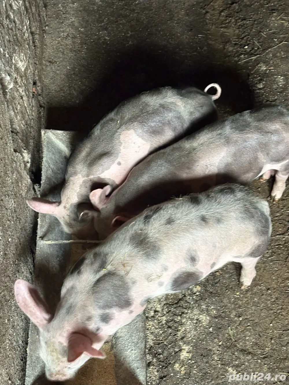 Scroafa de vanzare cu purcei  Scroafa de vanzare cu purcei