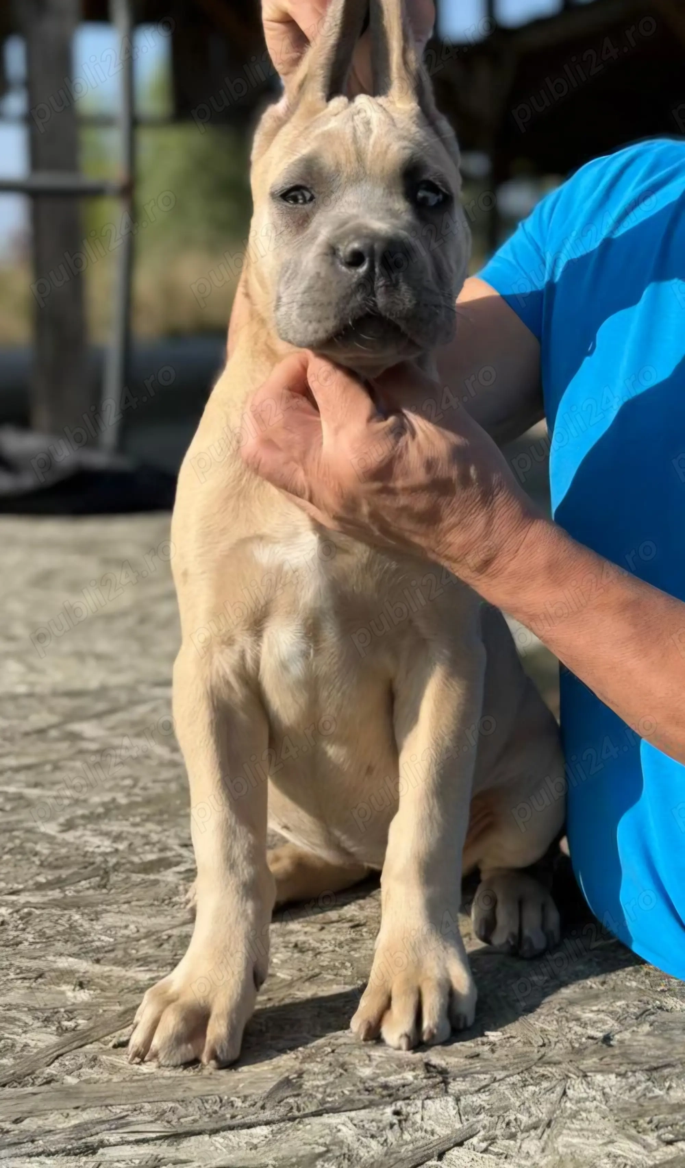 Cane corso gri și formentino 
