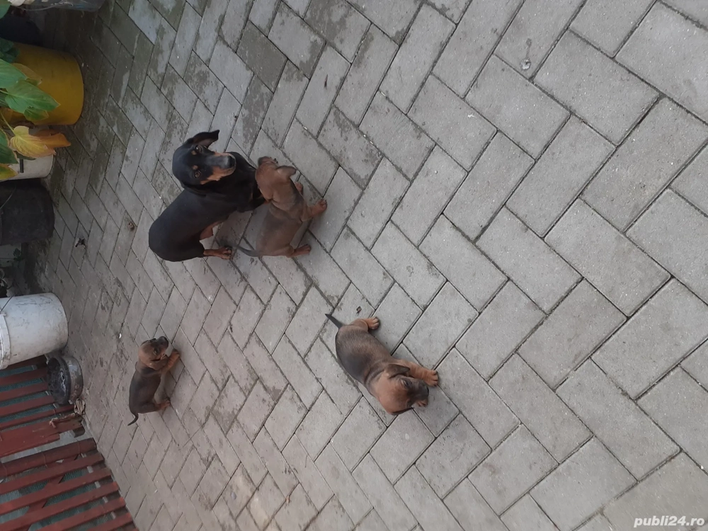 cățeluși tekel caută altă casă