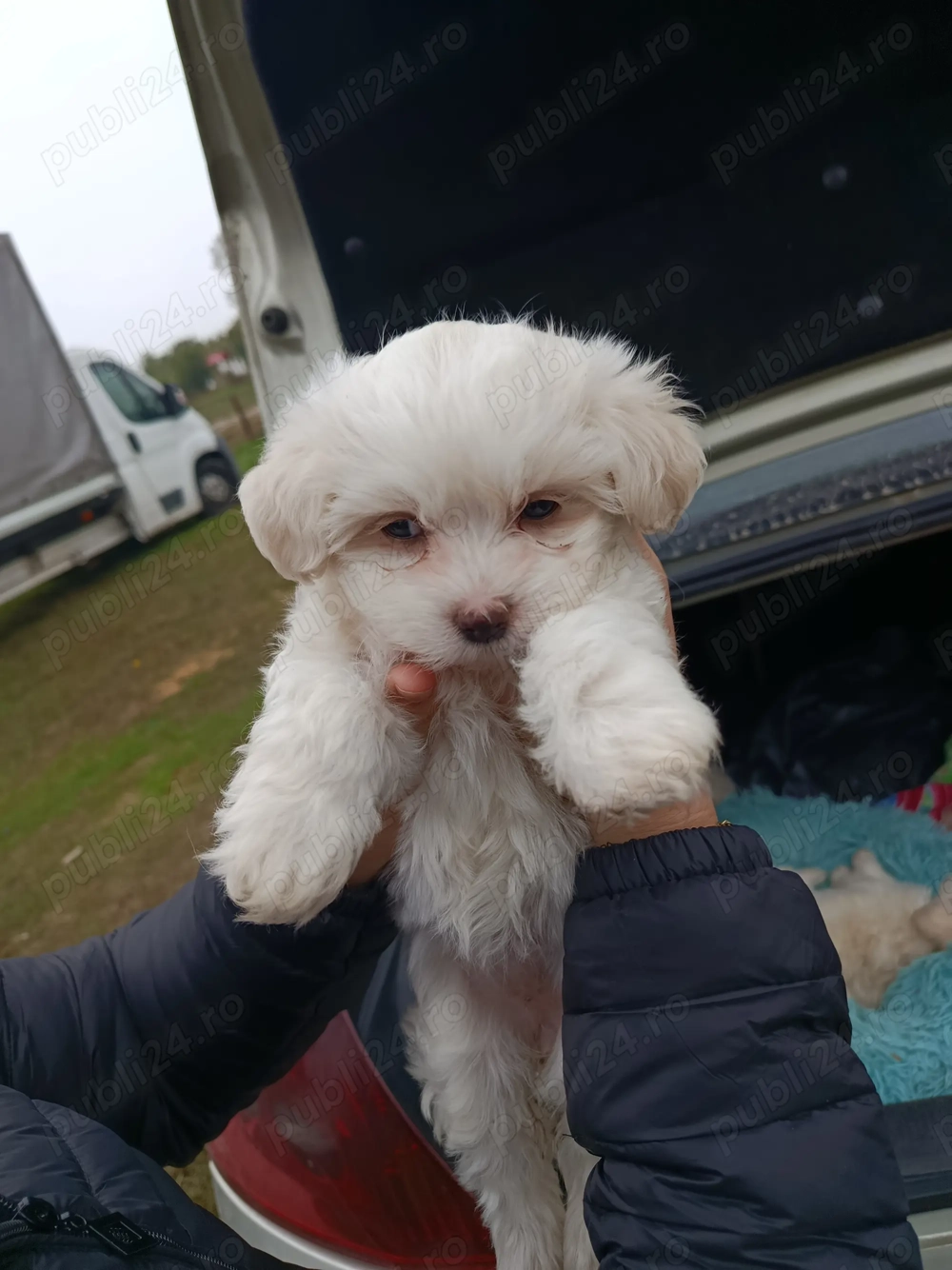 Vând căței bichon 