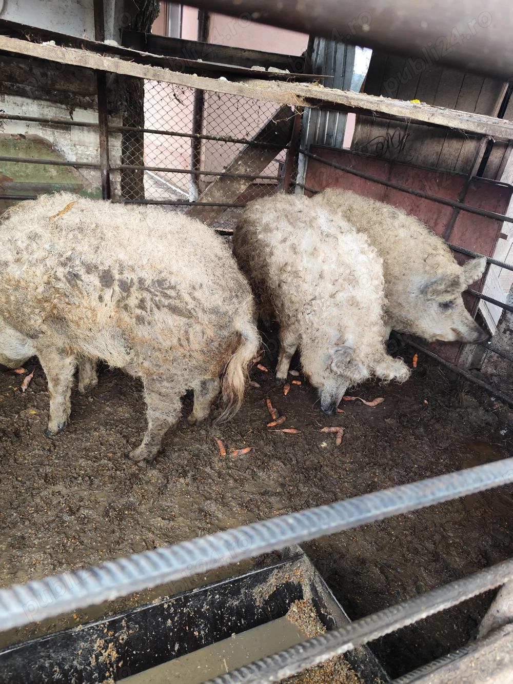 vând 2 scroafe gestante și un vier mangalița blond vând 2 scroafe gestante și un vier mangalița blond