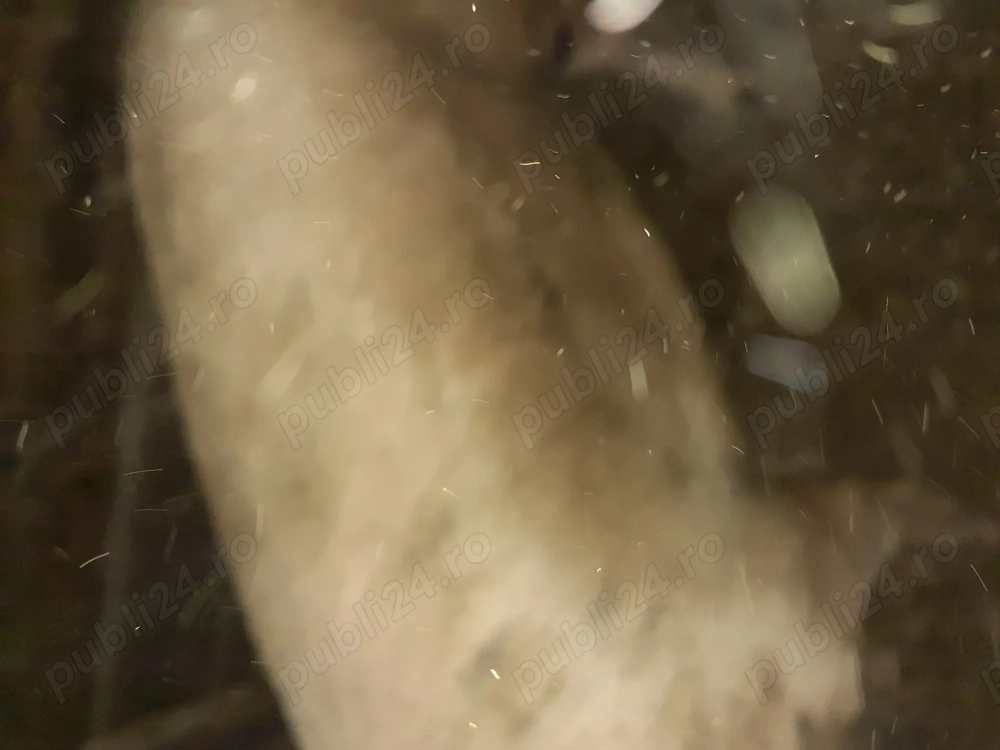 Vând porc la 350 kilograme 