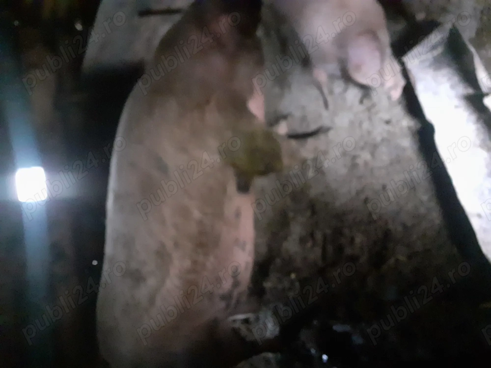 Vând porcii de la 120 pâna la 350 kilograme 