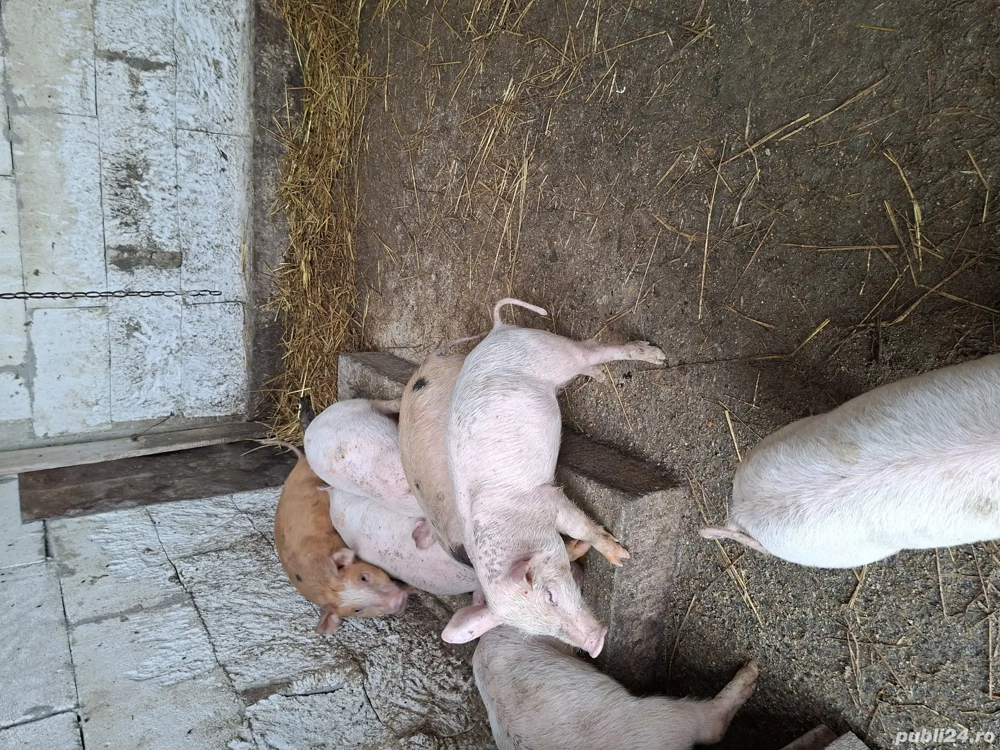 Porci și purcei de vânzarea 16 lei kg si purcei de diferite vârste la de 400 lei bucata