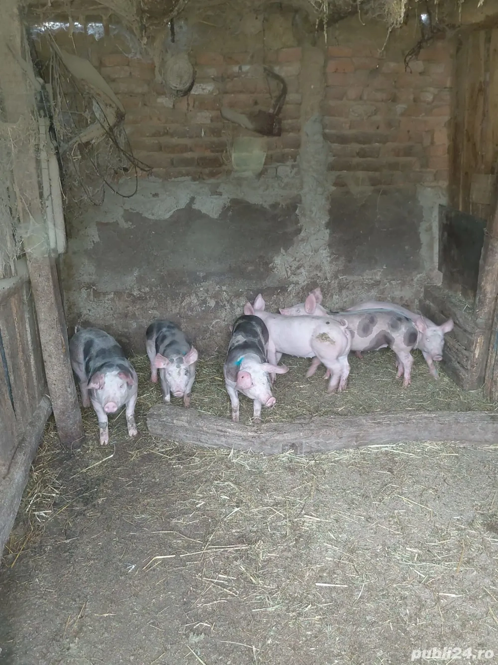 De vânzare purcei  De vânzare purcei