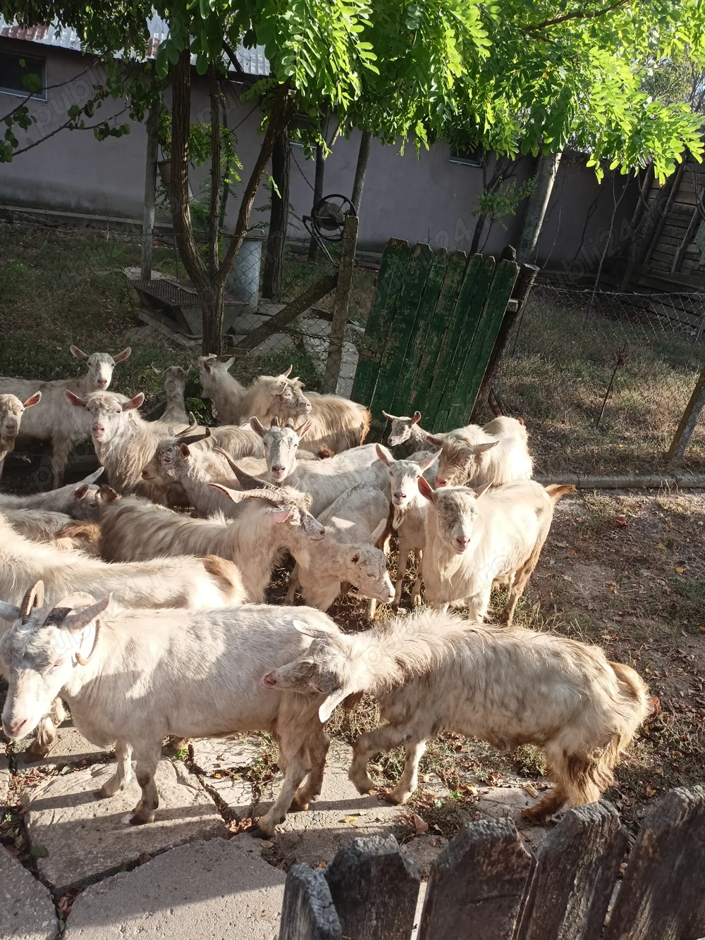 Capre și țapi de vânzare  Capre și țapi de vânzare