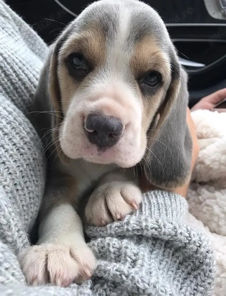 Pui de beagle blue , gri , albastru 