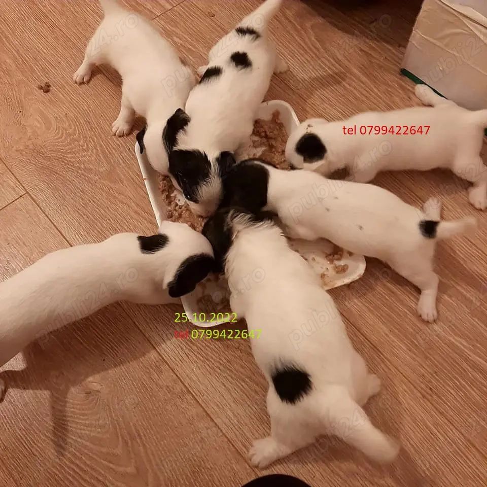 Jack Russell terrier tricolori si bicolori