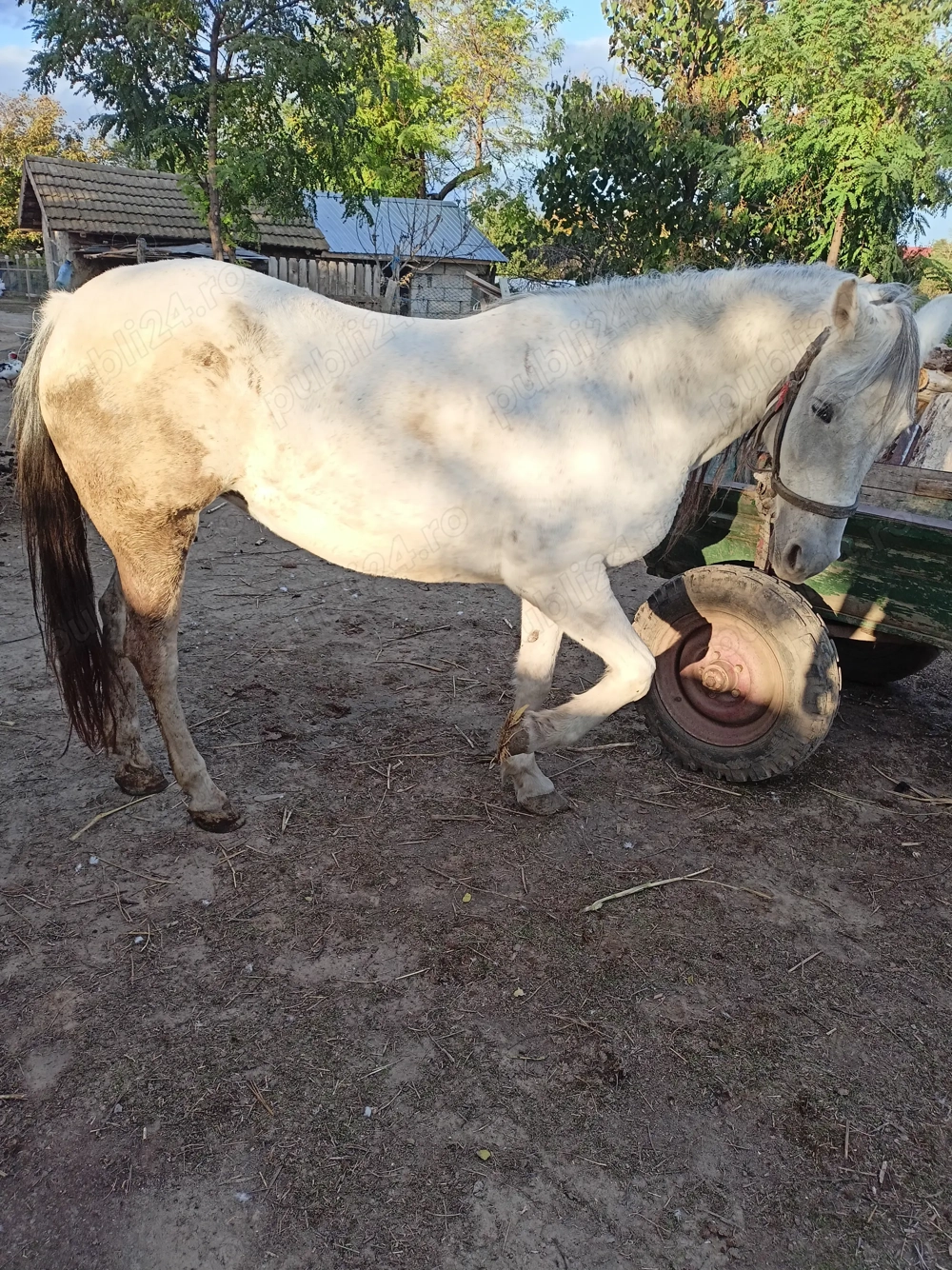 Cal (iapă )de vânzare 12 ani 