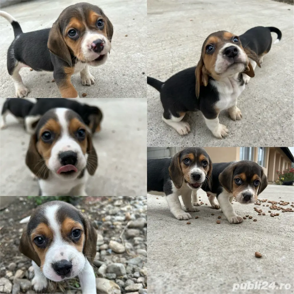 Catei Beagle Tricolor