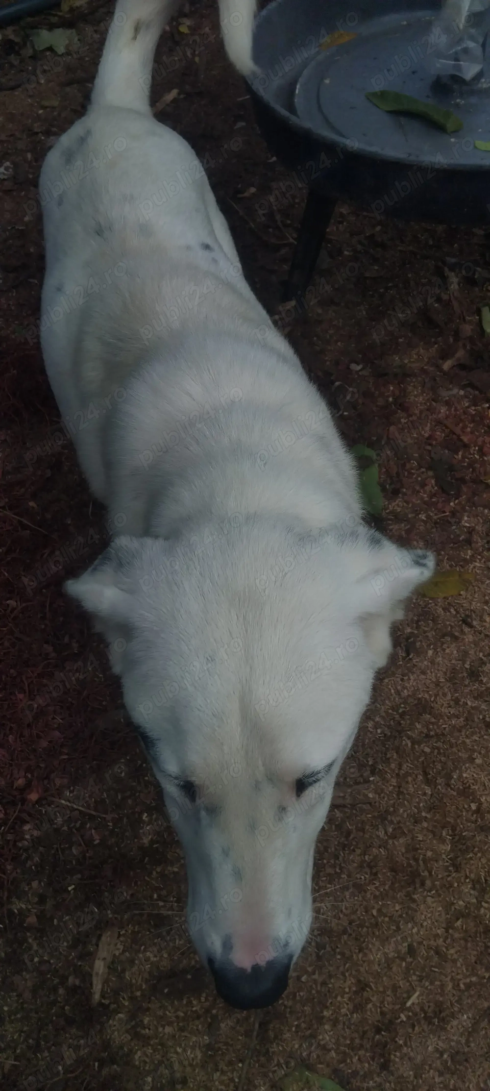 Vând caine alabai  în vârstă de 10 luni  Vând caine alabai  în vârstă de 10 luni