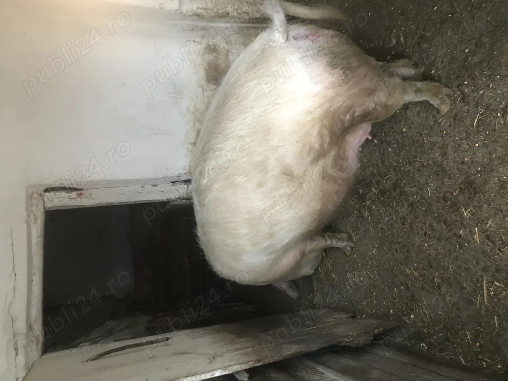 scroafa pentru sacrificat 