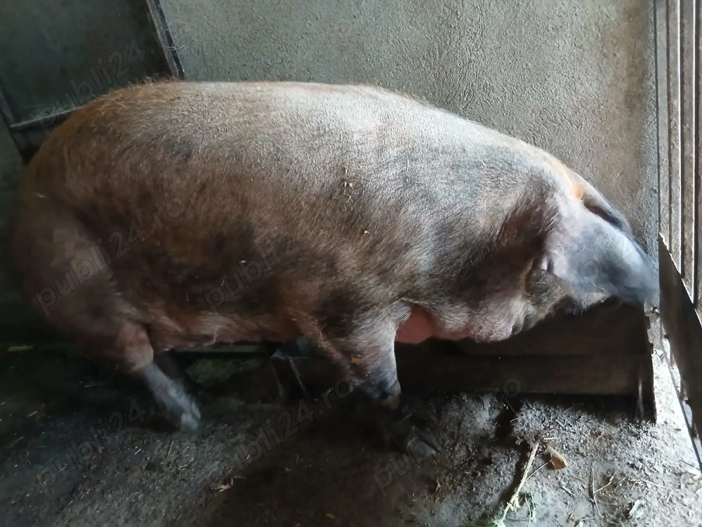 Vand purcea de carne 350 kg