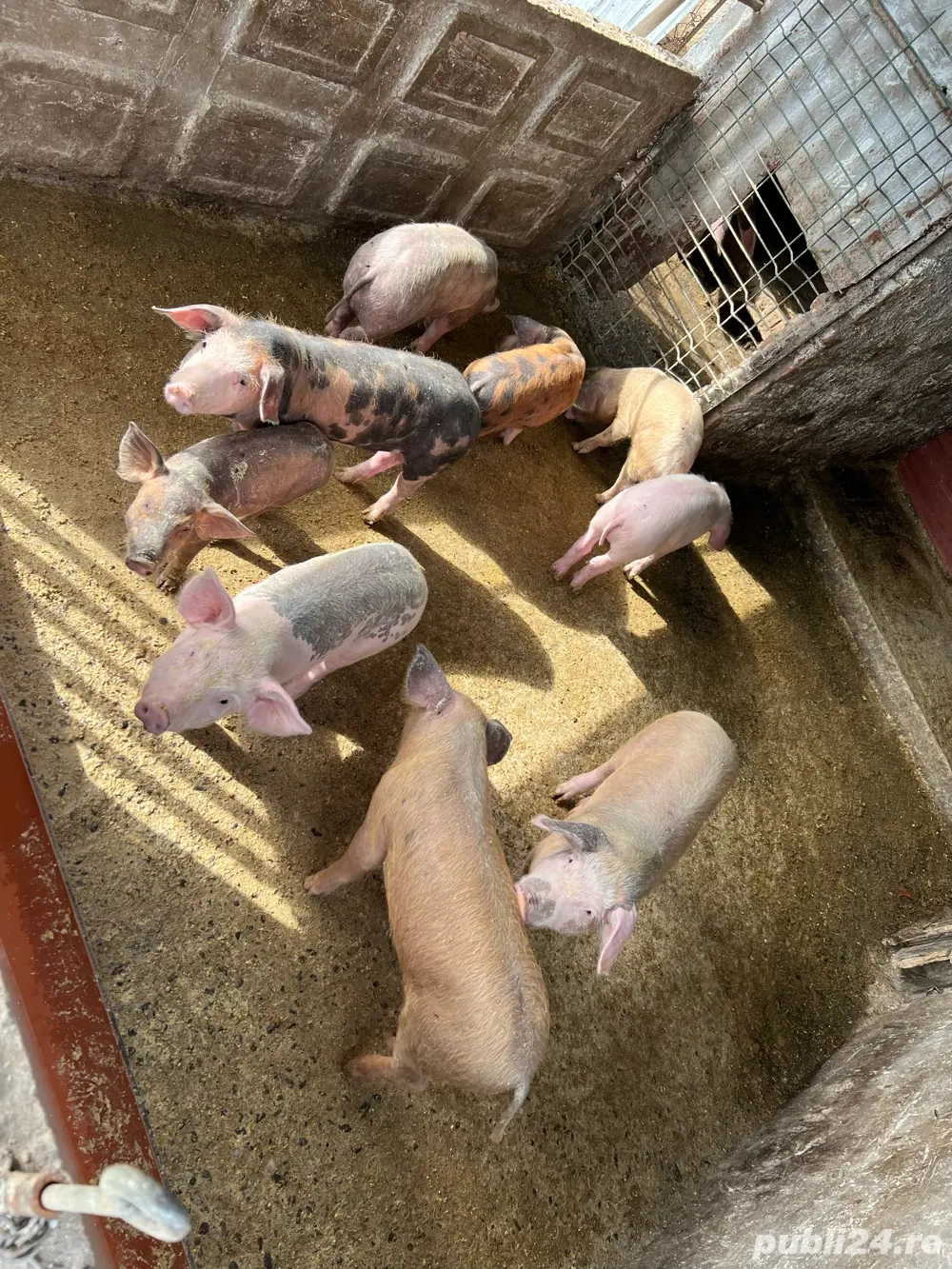 vand purcei vand purcei