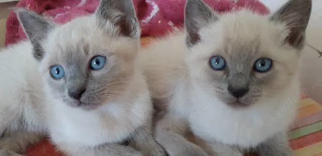 Pui de siameza  Pui de siameza