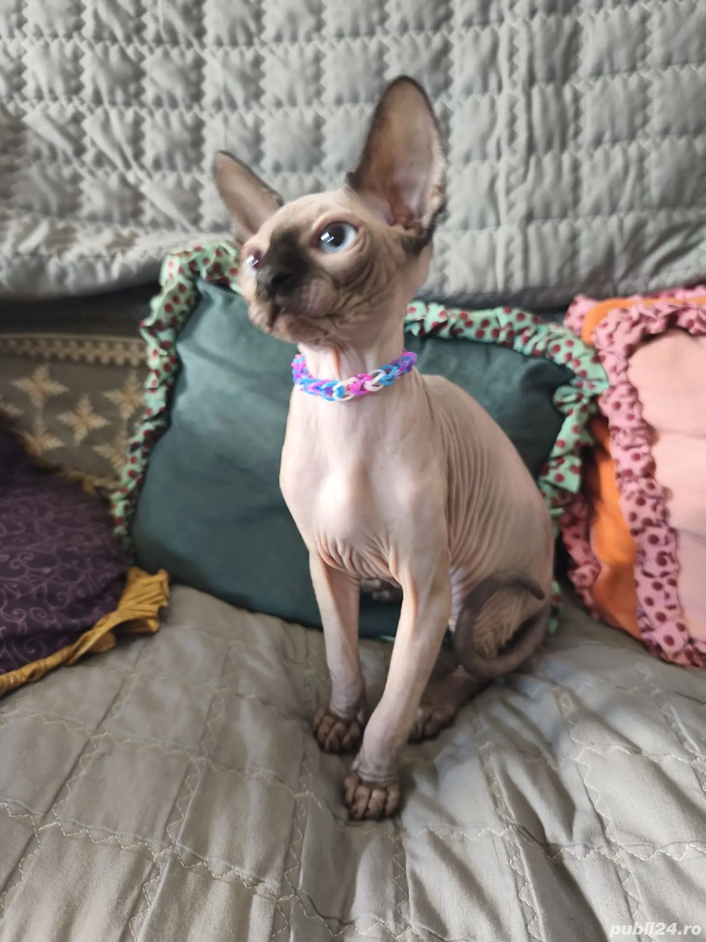 Disponibili doi pisici sfinx  Disponibili doi pisici sfinx