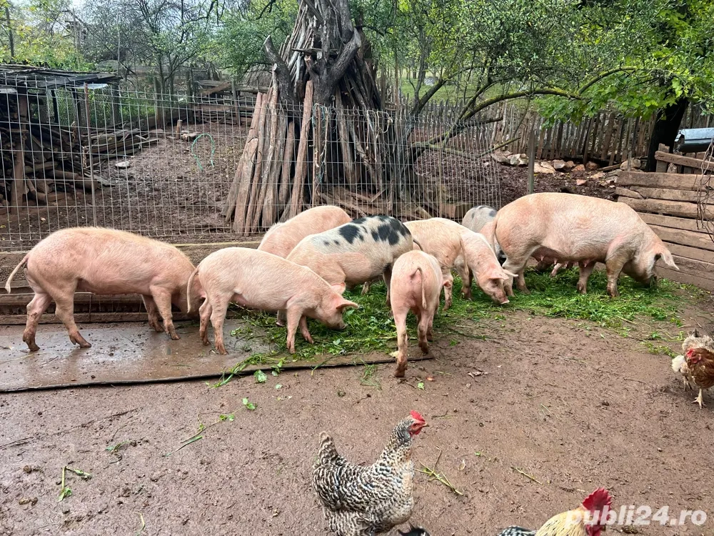 porcii de vanzare 