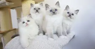 Pui de ragdoll  Pui de ragdoll