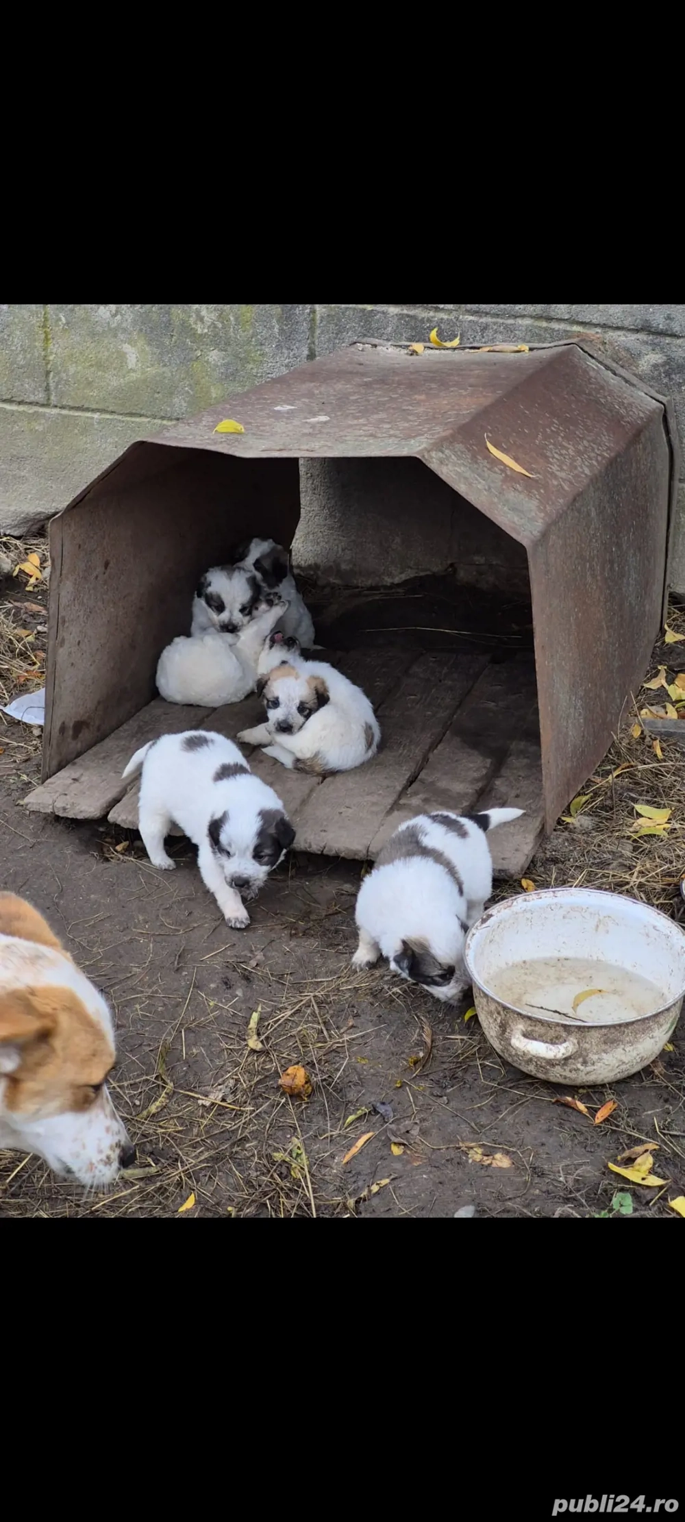 Catei pentru adoptie Catei pentru adoptie