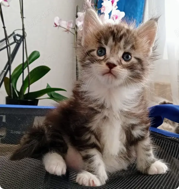 Vand maine main coon diverse culori