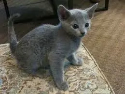 Pui de albastru de rusia 