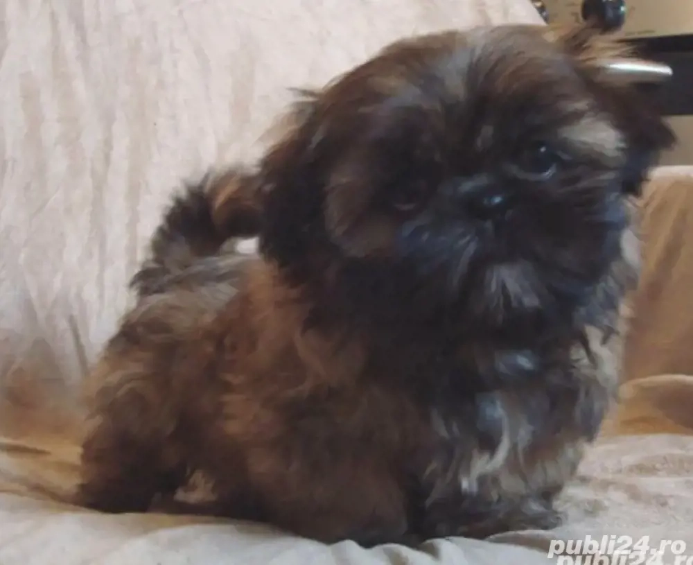 shih-tzu doua luni rasa pura shih-tzu doua luni rasa pura