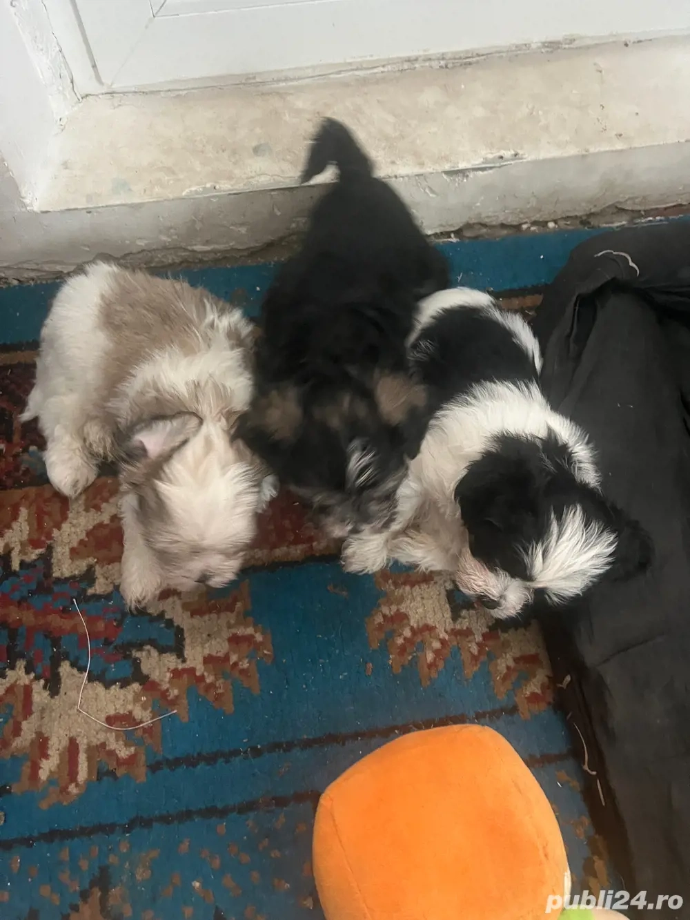 Se dau catei bison havanezi 2 fete si 3 baeti mai multe detali la tel   Se dau catei bison havanezi 2 fete si 3 baeti mai multe detali la tel