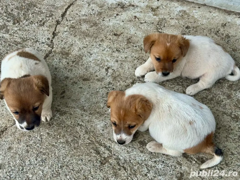 Vand pui Jack Russell Terrier