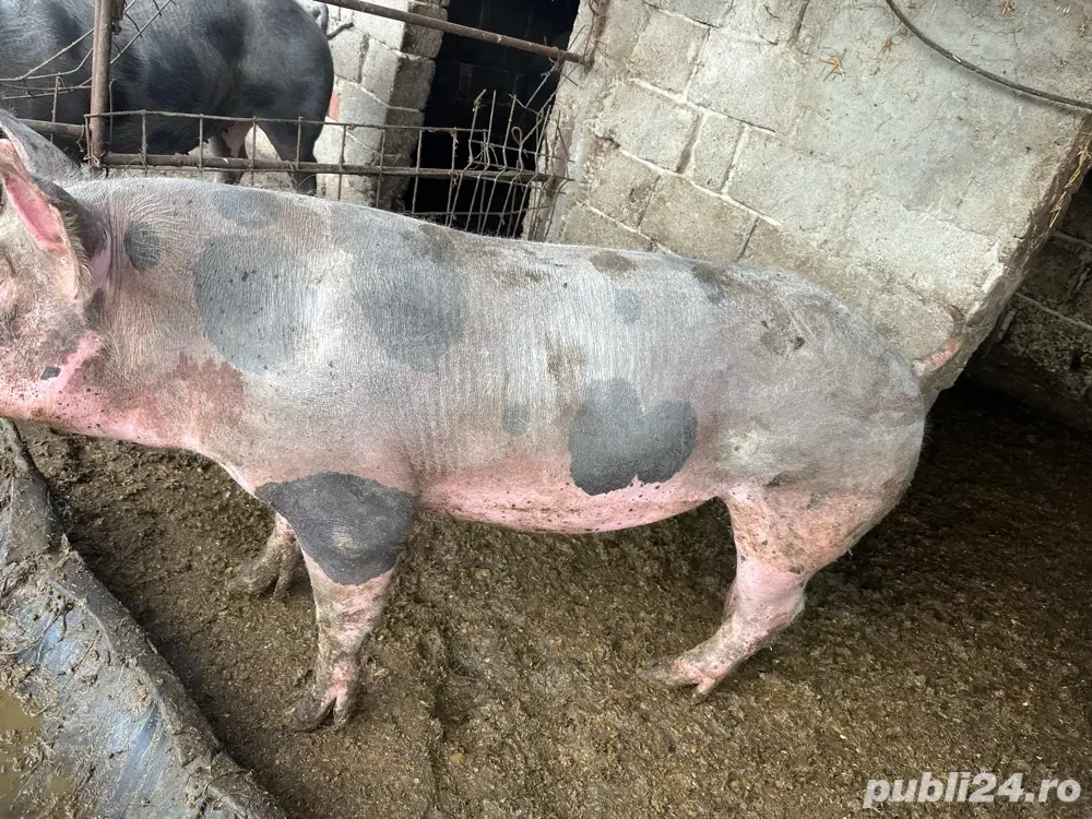Porci Pietrain, 1 disponibili Porci Pietrain, 1 disponibili