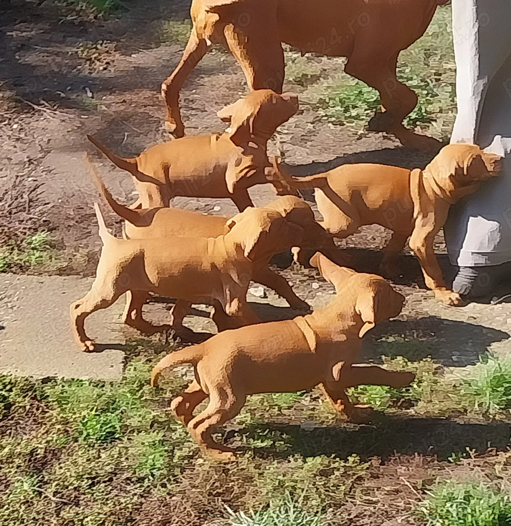 Pui vizsla maghiara.