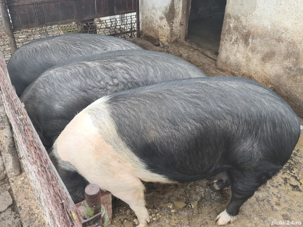 Vând porci rasă Bazna  Vând porci rasă Bazna