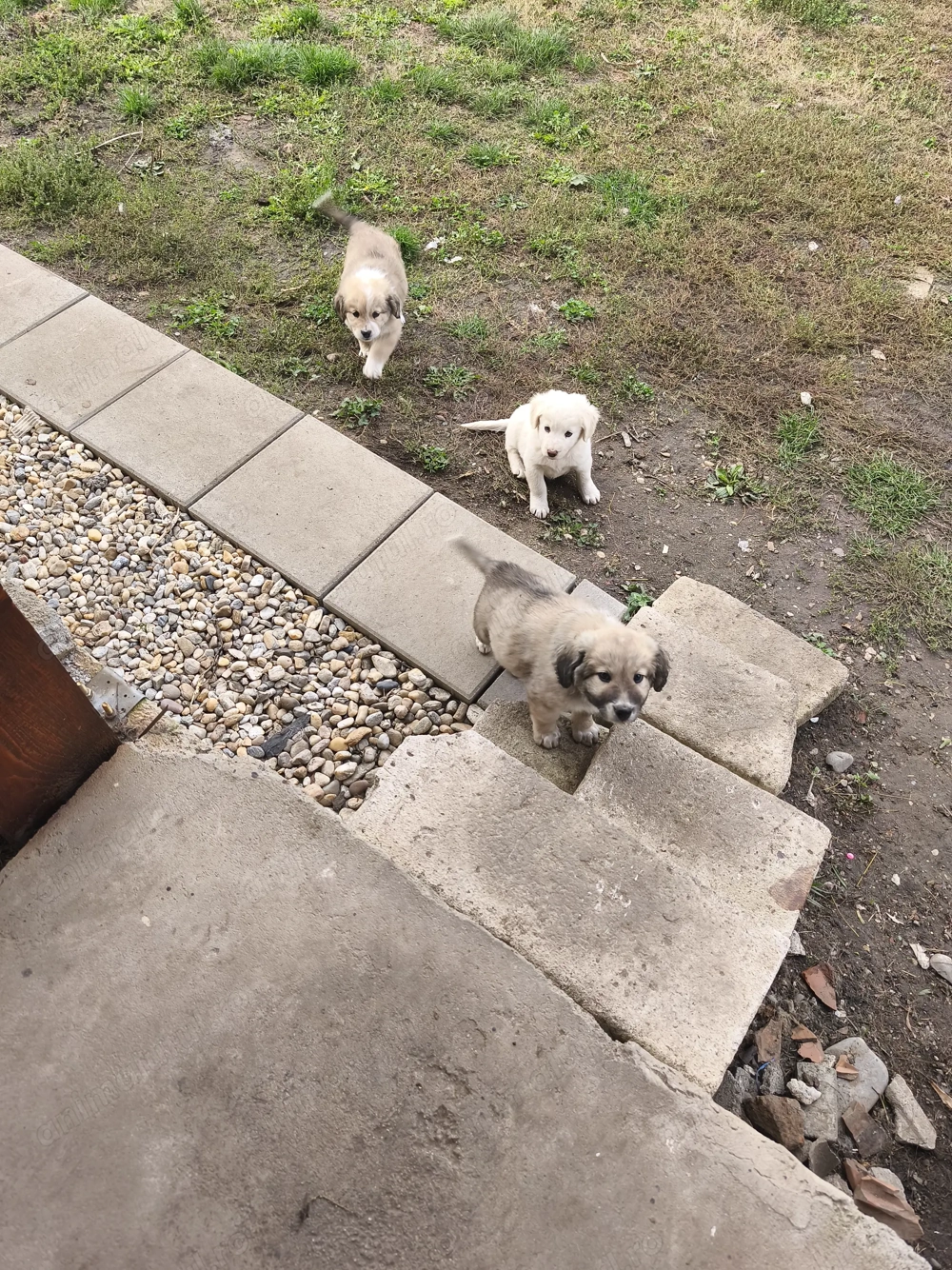 Donez spre adoptie 4 catei o fata si doi baieti