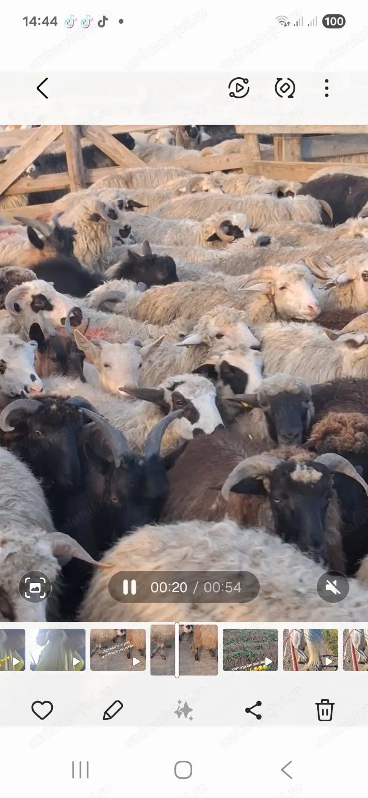 Cârlan de vânzare media35 40 de kg Cârlan de vânzare media35 40 de kg