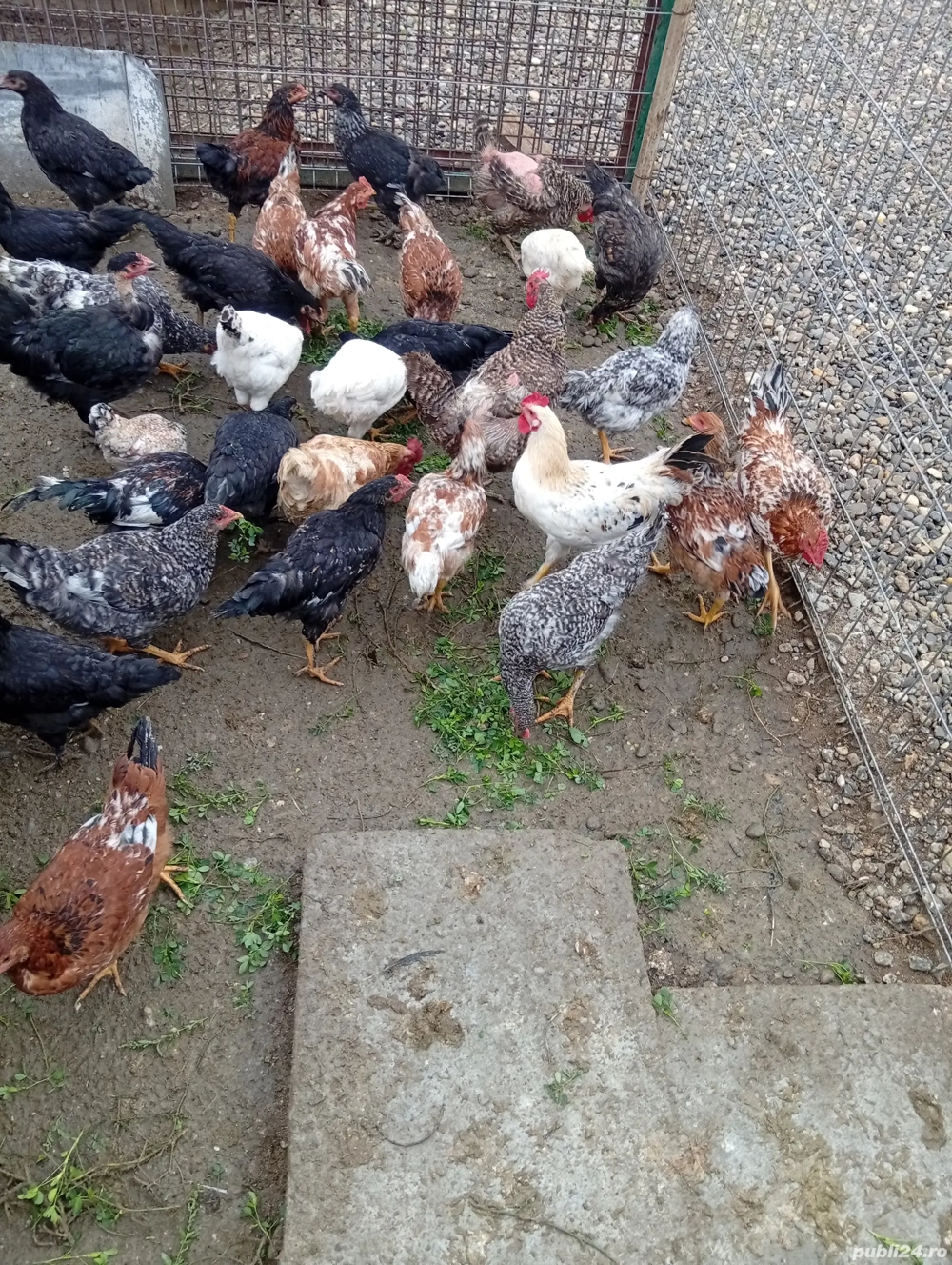 Vând s-au Schimb Pui Preț 50 lei bucata preț fix  Vând s-au Schimb Pui Preț 50 lei bucata preț fix