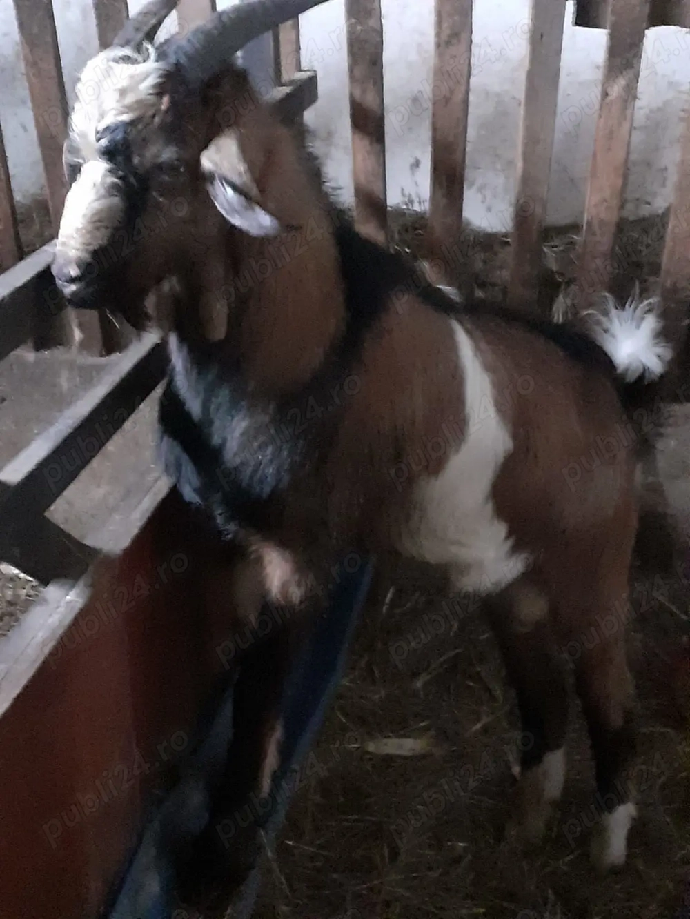 Vand  sau schimb tap