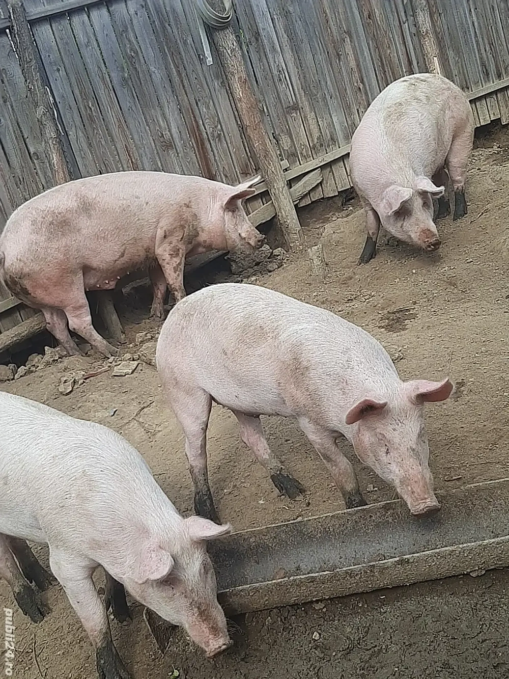 Porci de vânzare.