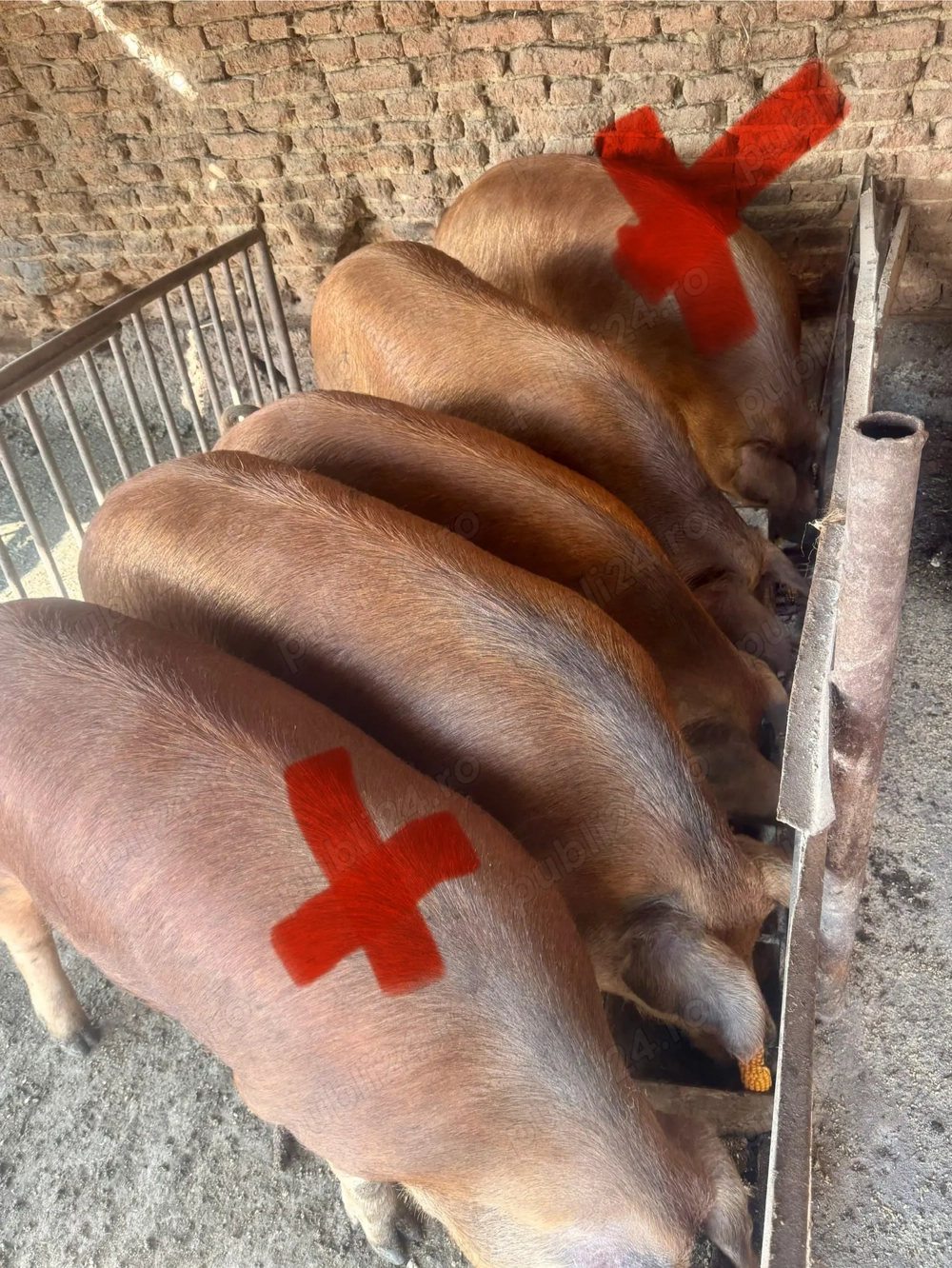 Vand porci diferite marimi Vand porci diferite marimi