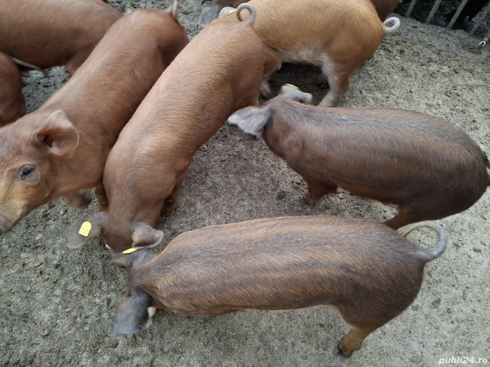 Purcei duroc