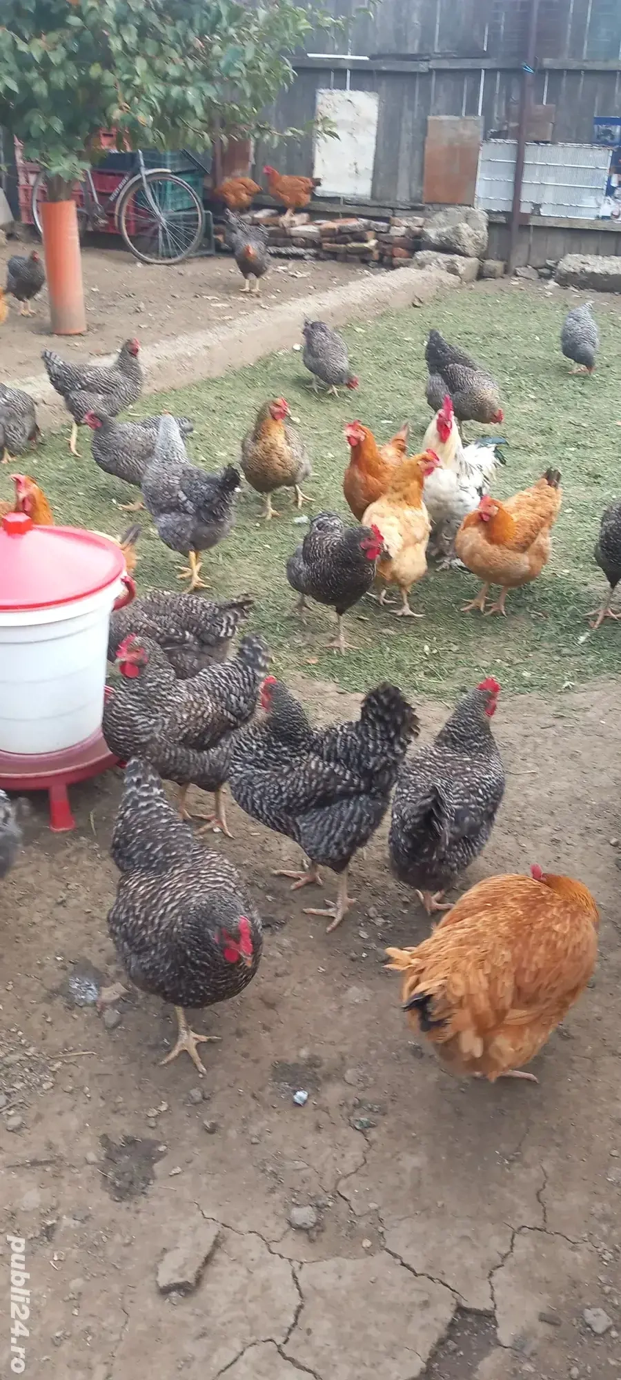 Vând găini  Vând găini