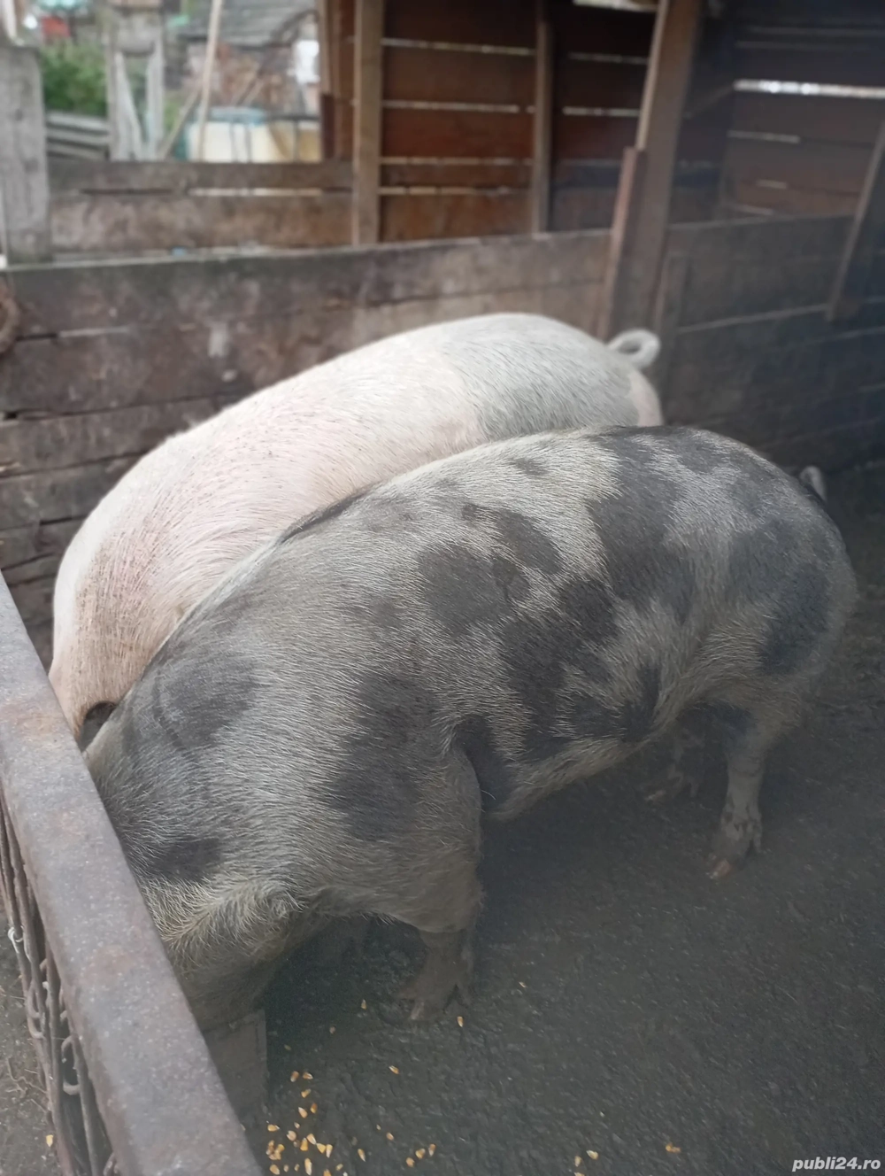 porci de vânzare 